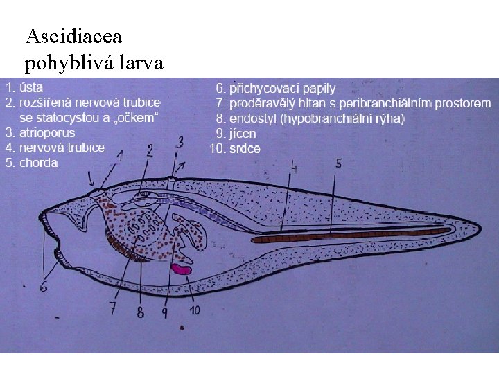 Ascidiacea pohyblivá larva 