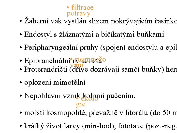  • filtrace potravy • Žaberní vak vystlán slizem pokrývajícím řasinko • Endostyl s
