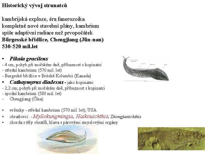 Historický vývoj strunatců kambrijská exploze, éra fanerozoika kompletně nové stavební plány, kambrium spíše adaptivní