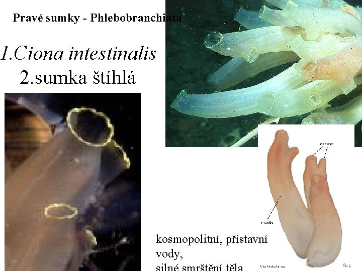 Pravé sumky - Phlebobranchiata 1. Ciona intestinalis 2. sumka štíhlá kosmopolitní, přístavní vody, 