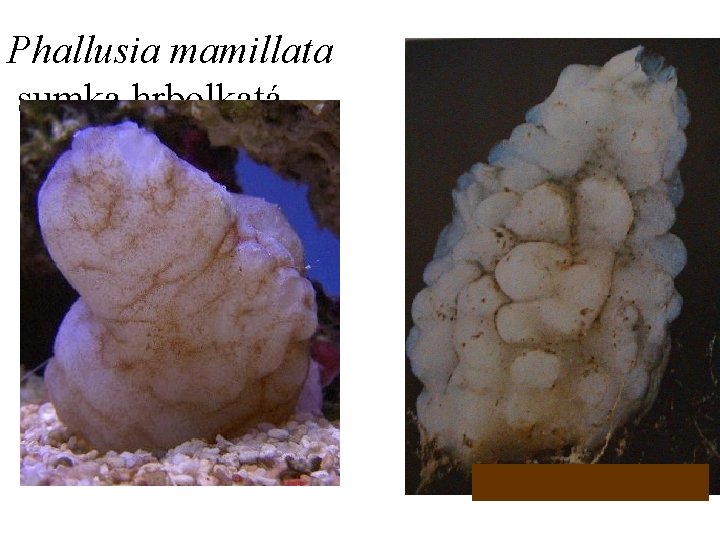 Phallusia mamillata sumka hrbolkatá 