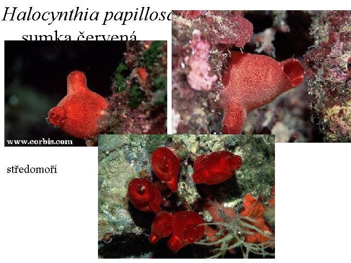 Halocynthia papillosa sumka červená středomoří 