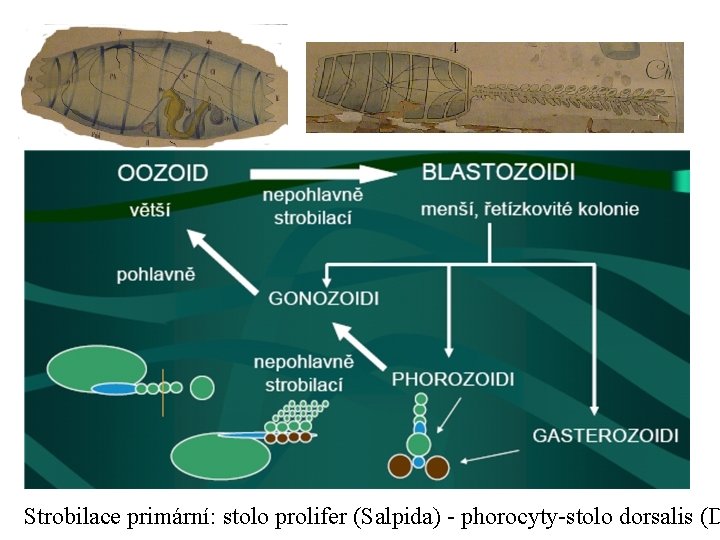 Strobilace primární: stolo prolifer (Salpida) - phorocyty-stolo dorsalis (D 