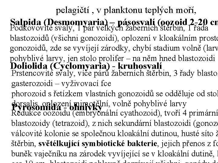 pelagičtí , v planktonu teplých moří, Salpida (Desmomyaria) – pásosvalí (oozoid 2 -20 cm