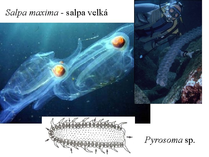 Salpa maxima - salpa velká Pyrosoma sp. 