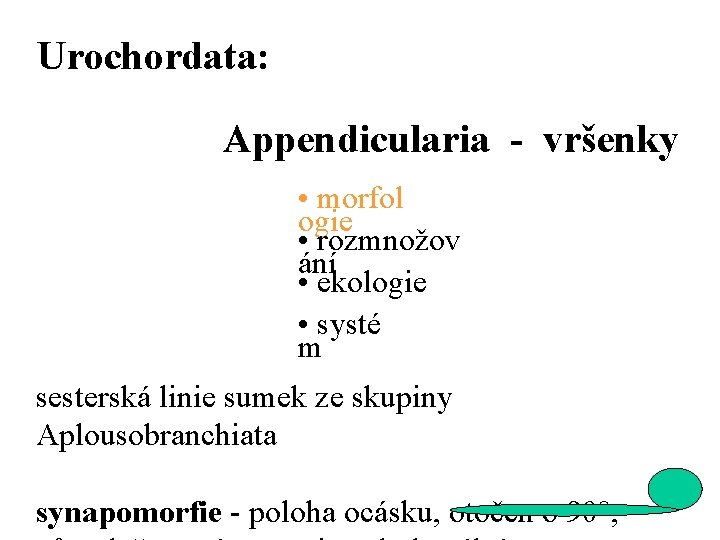 Urochordata: Appendicularia - vršenky • morfol ogie • rozmnožov ání • ekologie • systé