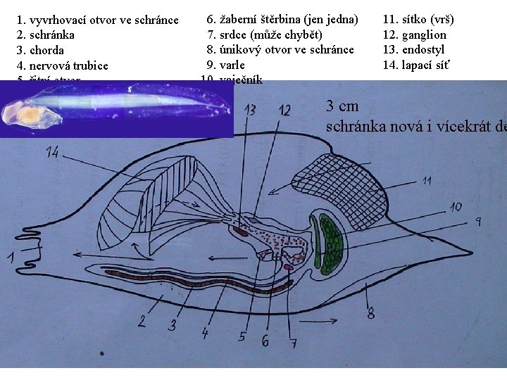 1. vyvrhovací otvor ve schránce 2. schránka 3. chorda 4. nervová trubice 5. řitní