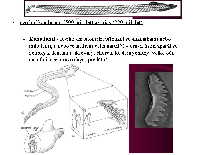  • svrchní kambrium (500 mil. let) až trias (220 mil. let) – Konodonti