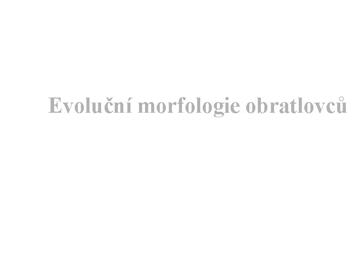 Evoluční morfologie obratlovců 