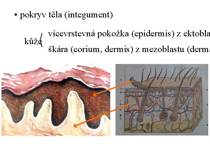  • pokryv těla (integument) kůže vícevrstevná pokožka (epidermis) z ektobla škára (corium, dermis)