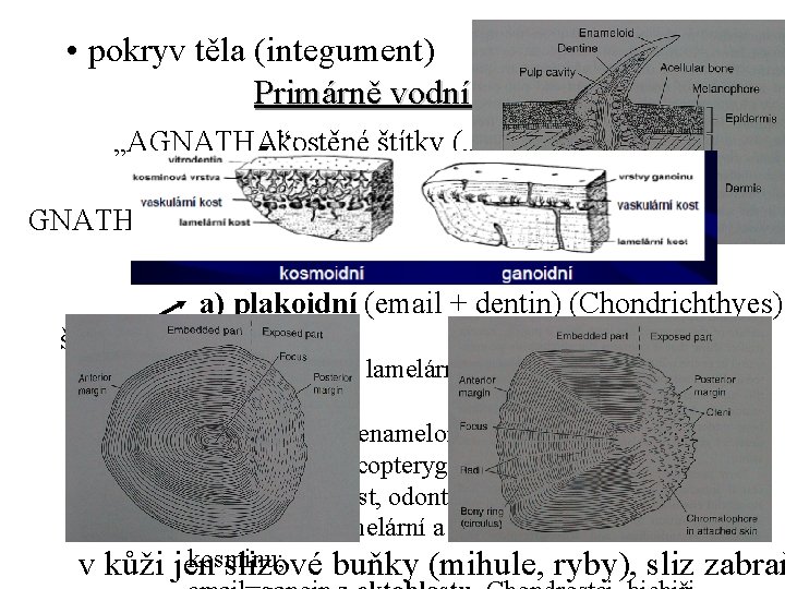  • pokryv těla (integument) Primárně vodní obratlovci „AGNATHA“: kostěné štítky („Ostracodermi“) - druhotn