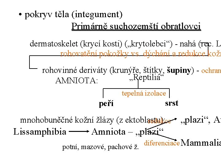  • pokryv těla (integument) Primárně suchozemští obratlovci dermatoskelet (krycí kosti) („krytolebci“) - nahá