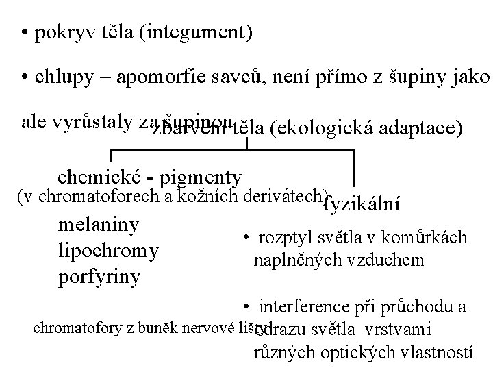  • pokryv těla (integument) • chlupy – apomorfie savců, není přímo z šupiny