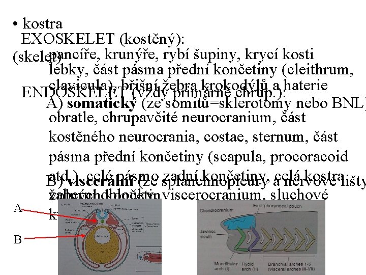  • kostra EXOSKELET (kostěný): pancíře, krunýře, rybí šupiny, krycí kosti (skelet) lebky, část