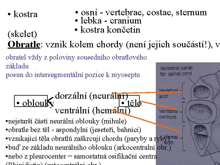  • osní - vertebrae, costae, sternum • lebka - cranium • kostra končetin