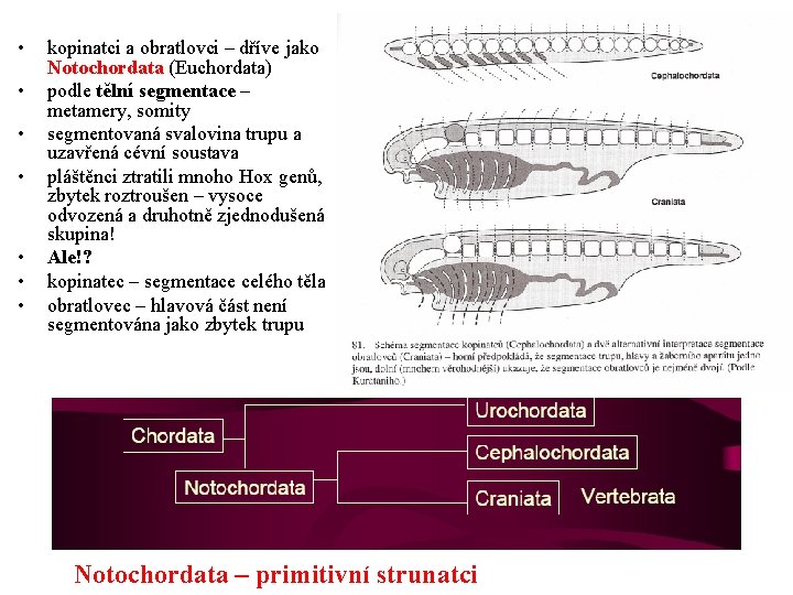 • • kopinatci a obratlovci – dříve jako Notochordata (Euchordata) podle tělní segmentace