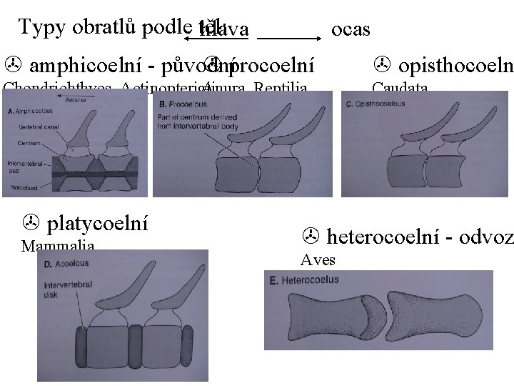 Typy obratlů podle těl: hlava ocas > amphicoelní - původní > procoelní > opisthocoeln