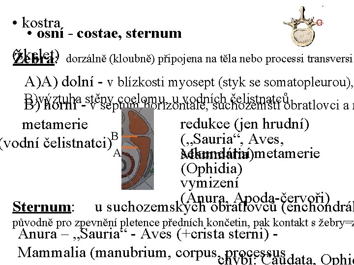  • kostra • osní - costae, sternum (skelet) Žebra: dorzálně (kloubně) připojena na