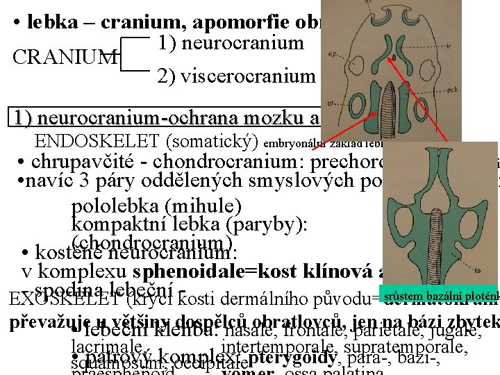  • lebka – cranium, apomorfie obratlovců 1) neurocranium CRANIUM 2) viscerocranium 1) neurocranium-ochrana