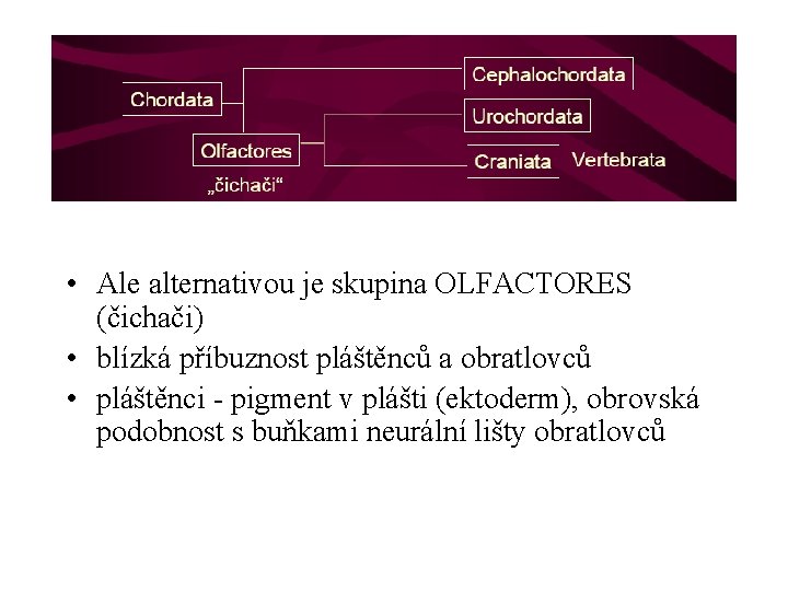  • Ale alternativou je skupina OLFACTORES (čichači) • blízká příbuznost pláštěnců a obratlovců