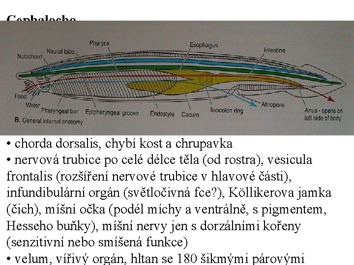 Cephalocho rdata • chorda dorsalis, chybí kost a chrupavka • nervová trubice po celé