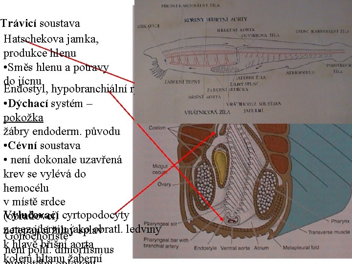 Trávicí soustava Hatschekova jamka, produkce hlenu • Směs hlenu a potravy do jícnu Endostyl,