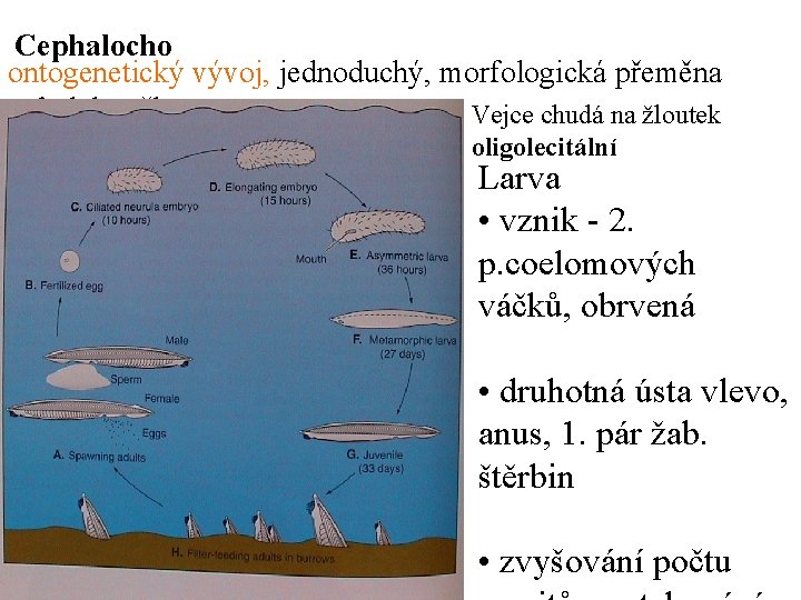 Cephalocho ontogenetický vývoj, jednoduchý, morfologická přeměna rdata buněk epitel. Vejce chudá na žloutek oligolecitální