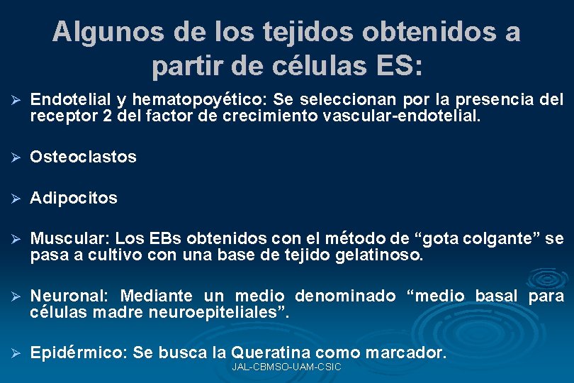 Algunos de los tejidos obtenidos a partir de células ES: Ø Endotelial y hematopoyético: Algunos de los tejidos obtenidos a partir de células ES: Ø Endotelial y hematopoyético: