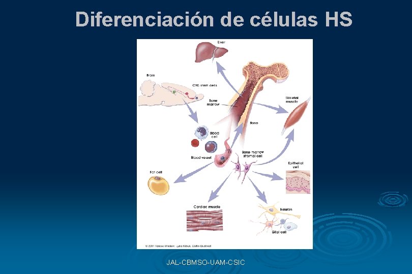 Diferenciación de células HS JAL-CBMSO-UAM-CSIC Diferenciación de células HS JAL-CBMSO-UAM-CSIC