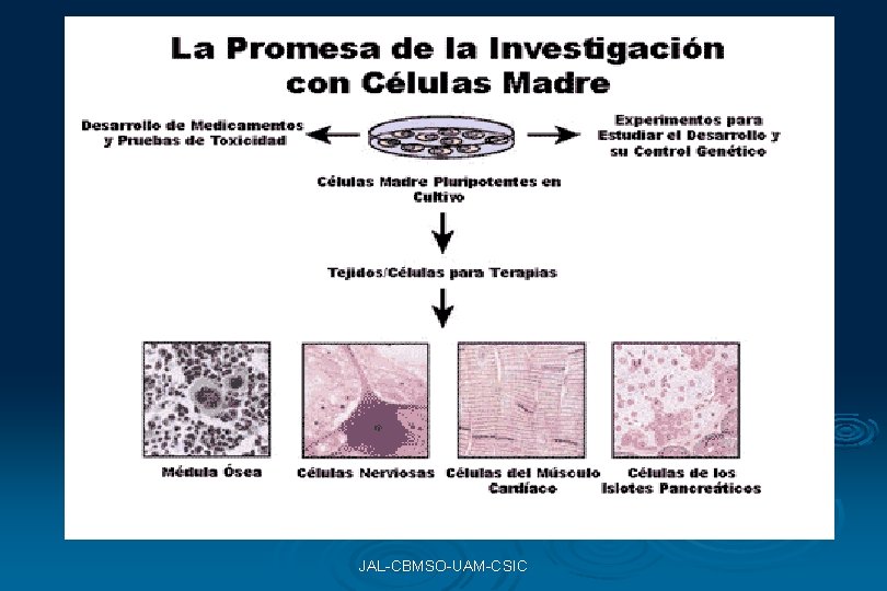 JAL-CBMSO-UAM-CSIC JAL-CBMSO-UAM-CSIC