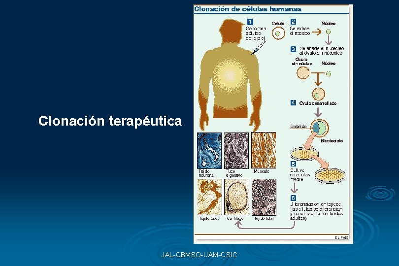 Clonación terapéutica JAL-CBMSO-UAM-CSIC Clonación terapéutica JAL-CBMSO-UAM-CSIC