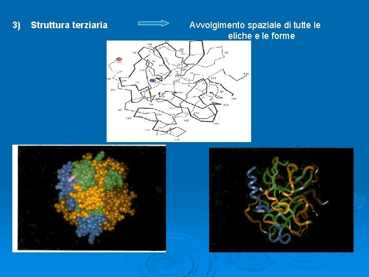 3) Struttura terziaria Avvolgimento spaziale di tutte le eliche e le forme 