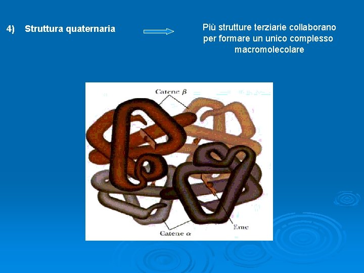 4) Struttura quaternaria Più strutture terziarie collaborano per formare un unico complesso macromolecolare 