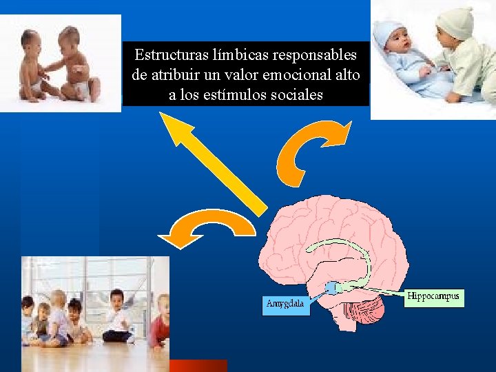 Estructuras límbicas responsables de atribuir un valor emocional alto a los estímulos sociales 