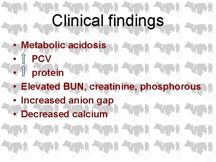 Clinical findings • • • Metabolic acidosis PCV protein Elevated BUN, creatinine, phosphorous Increased