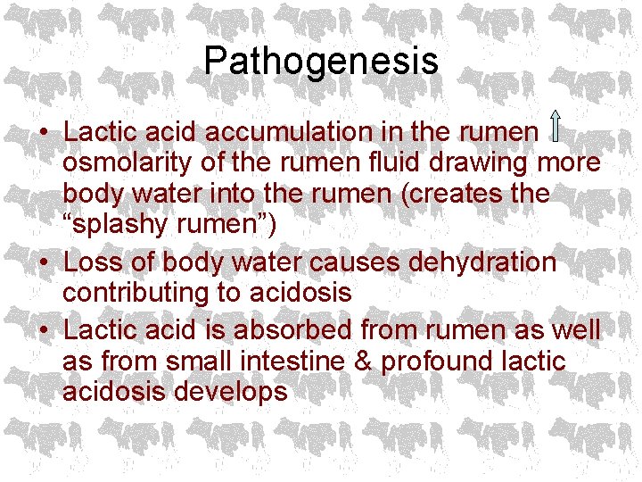 Pathogenesis • Lactic acid accumulation in the rumen osmolarity of the rumen fluid drawing