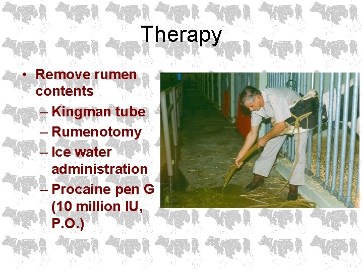 Therapy • Remove rumen contents – Kingman tube – Rumenotomy – Ice water administration