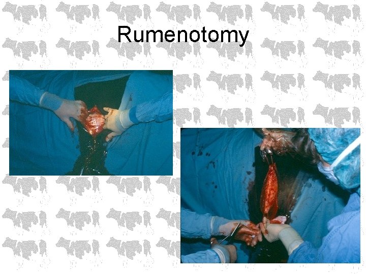 Rumenotomy 