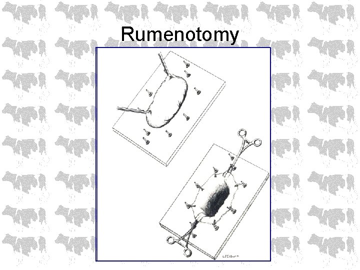 Rumenotomy 