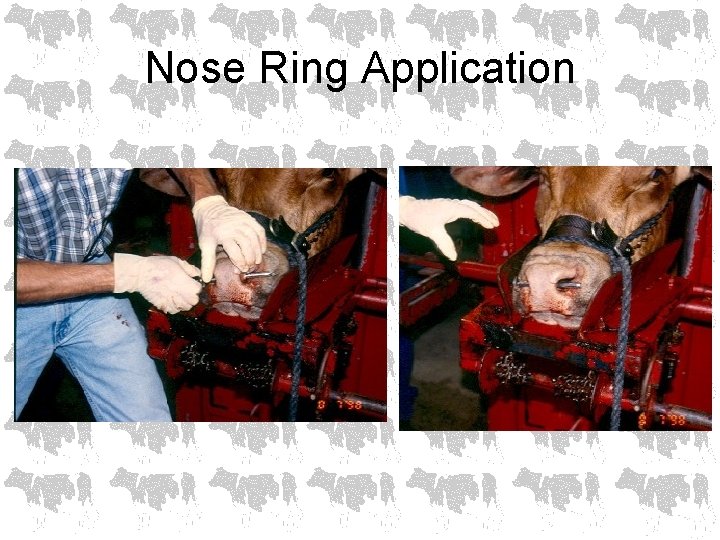 Nose Ring Application 