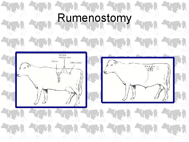 Rumenostomy 