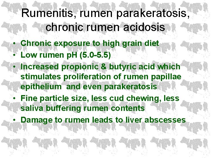 Rumenitis, rumen parakeratosis, chronic rumen acidosis • Chronic exposure to high grain diet •