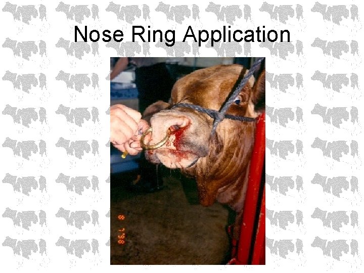 Nose Ring Application 