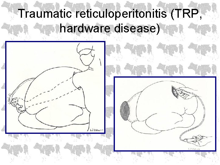 Traumatic reticuloperitonitis (TRP, hardware disease) 