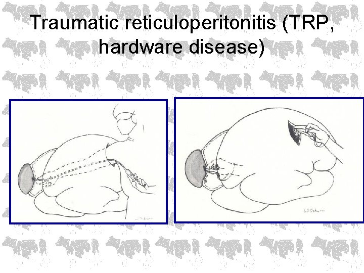 Traumatic reticuloperitonitis (TRP, hardware disease) 