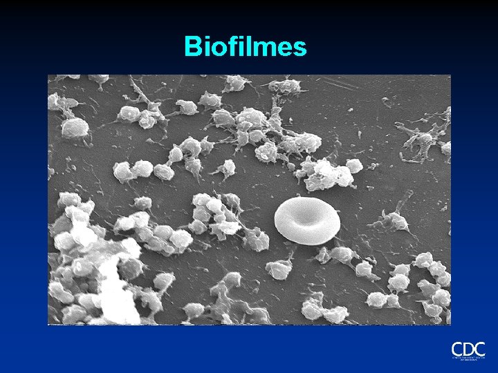 Biofilmes 