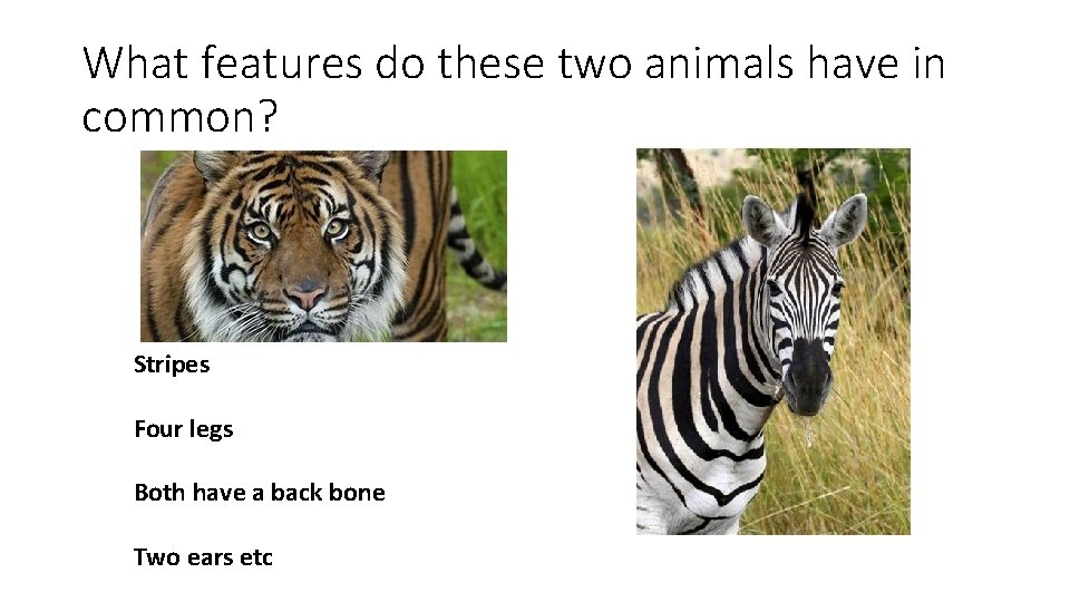 What features do these two animals have in common? Stripes Four legs Both have