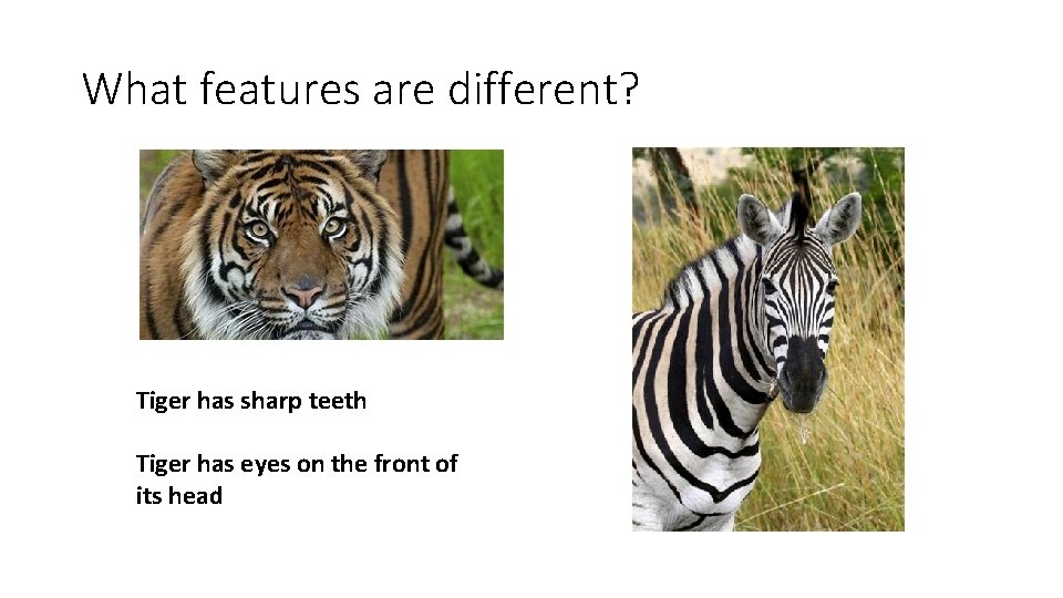 What features are different? Tiger has sharp teeth Tiger has eyes on the front