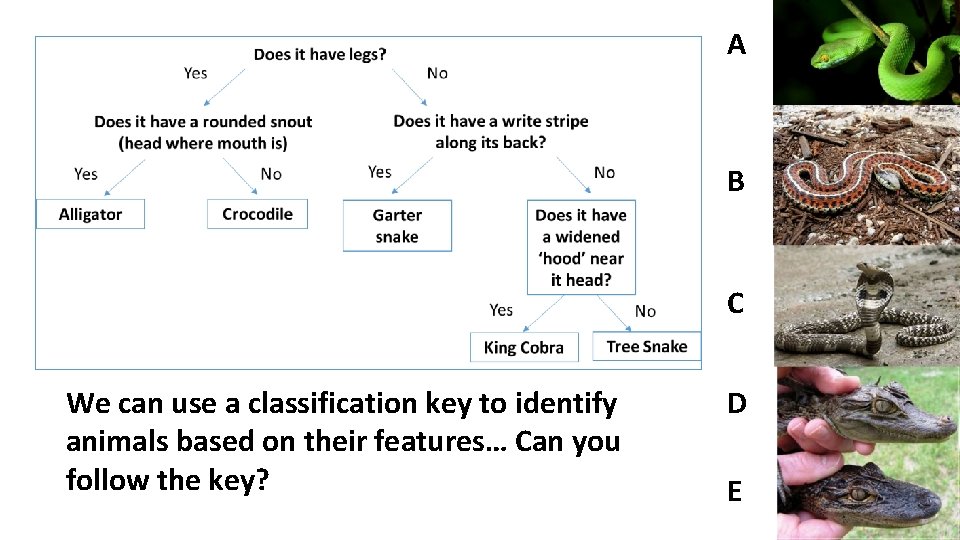 A B C We can use a classification key to identify animals based on