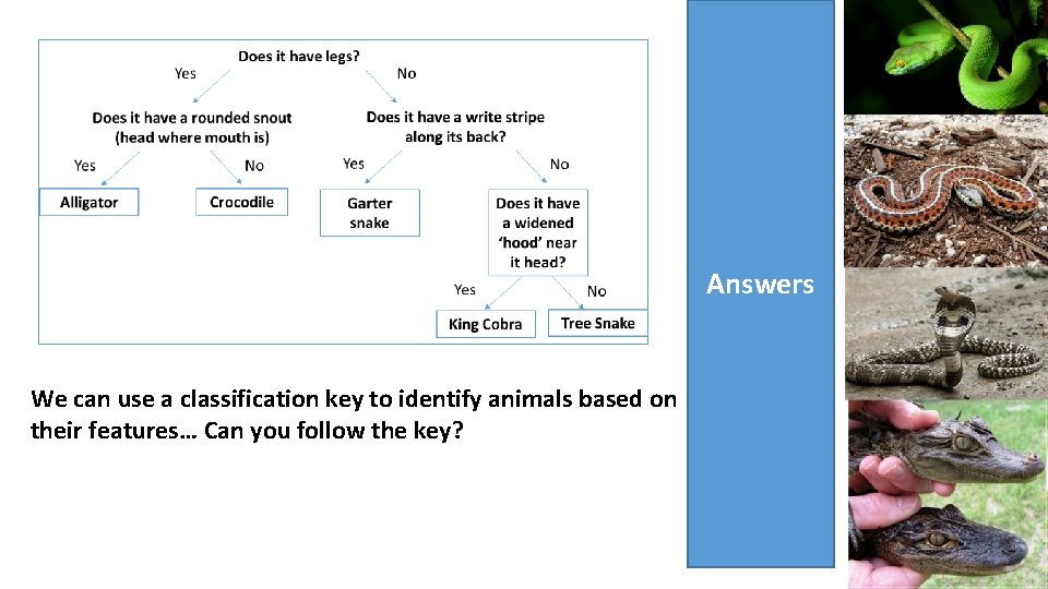 Tree snake Garter Snake Answers King Cobra We can use a classification key to